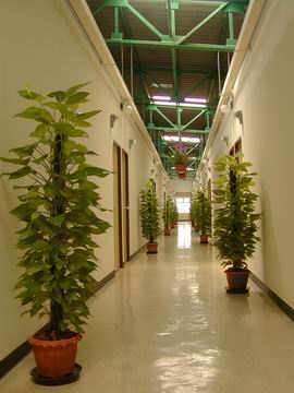 Garden Corridor